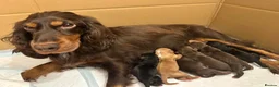 Cocker Spaniel dogs for sale: Beautiful working cocker spaniel s  in Chester - Advert 6
