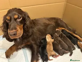 Cocker Spaniel dogs Beautiful working cocker spaniel puppies - Advert 2
