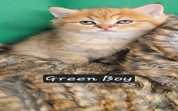 British Shorthair cats for sale: BSH GOLDEN KITTENS - Advert 27