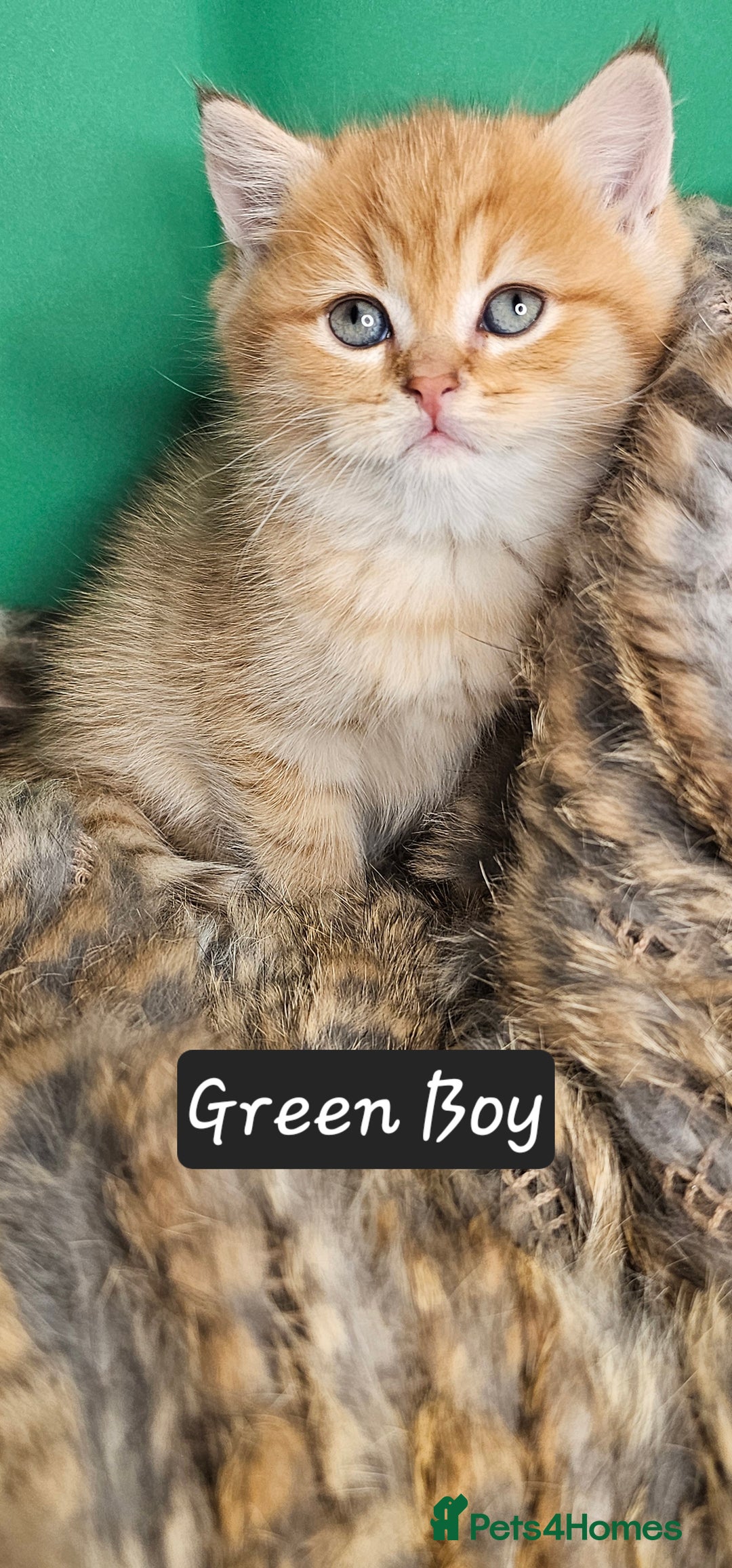 British Shorthair cats for sale: BSH GOLDEN KITTENS - Advert 27