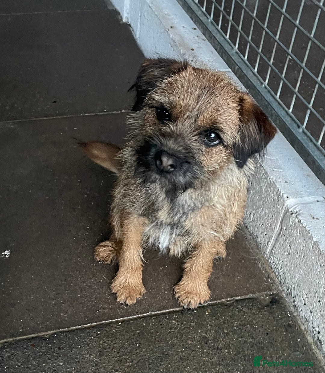 Border Terrier dogs for sale: Border terrier bitch kc reg - Image 4