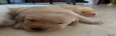 Labrador Retriever 6