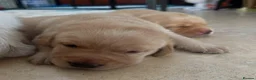 Labrador Retriever dogs for sale: Smooth transition labrador retriever - Advert 7