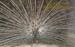 Peafowl poultry for sale: Peafowl Breeding stock for rehome - Image 8