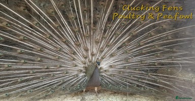 Peafowl poultry - Advert 5