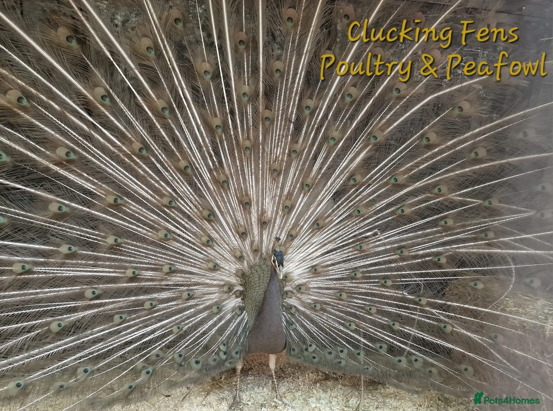 Peafowl poultry for sale: Peafowl Breeding stock for rehome - Image 8