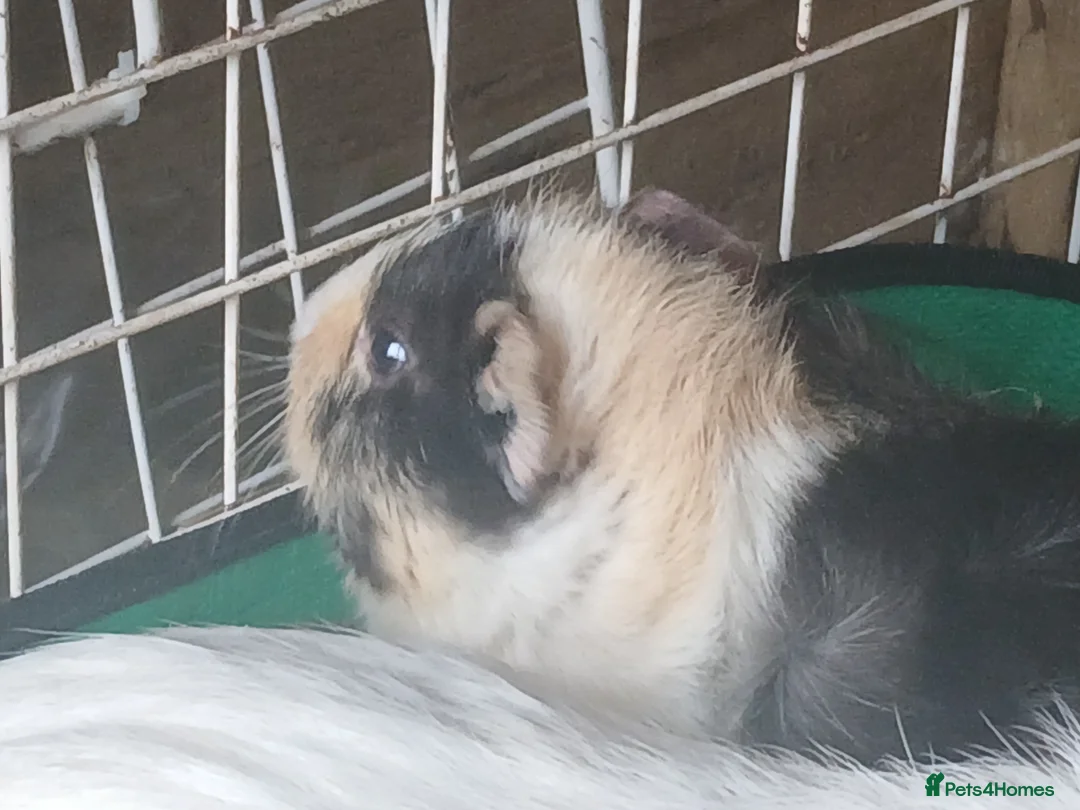 Guinea Pig rodents for sale: Sow Guinea Pigs for sale 4 months old ( RESERVED) - Advert 1
