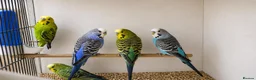 Budgerigars birds for sale: 5 male budgies, Cage + starter pack available  - Advert 2