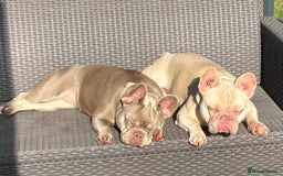 French Bulldog dogs for sale: French Bulldogs for sale - Image 4
