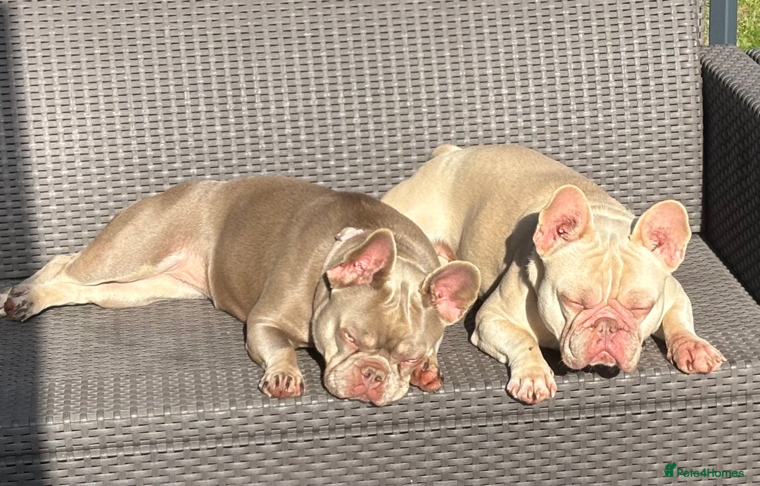 French Bulldog dogs for sale: French Bulldogs for sale - Image 4