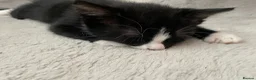 Mixed Breed cats for sale: 4 Beautiful fluffy kittens - Advert 5