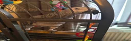 Parrots birds for sale: Female Congo African grey talking parrot  - Advert 4