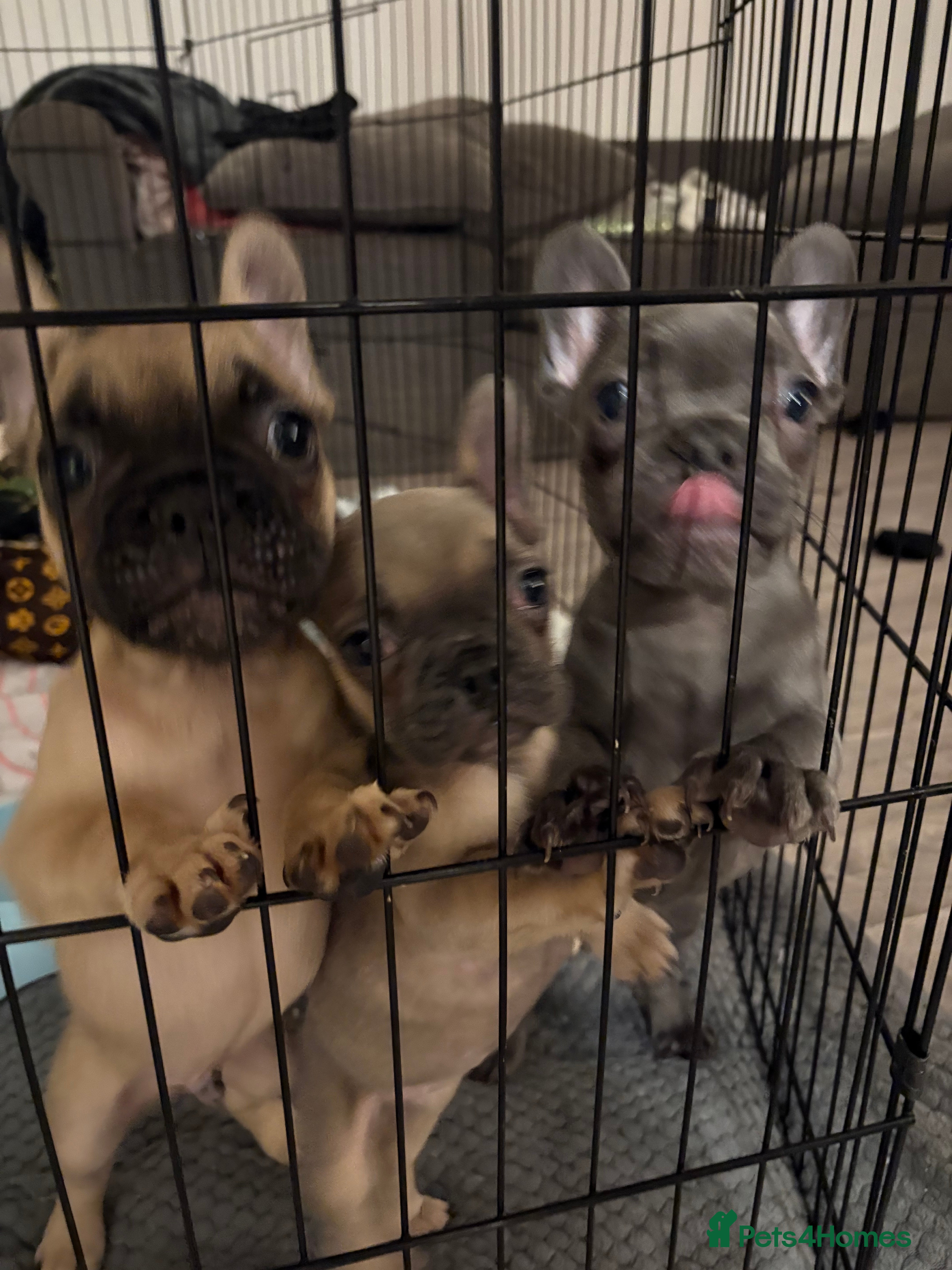 French Bulldog dogs French Bulldog Puppies - ready to leave.  - Advert 12