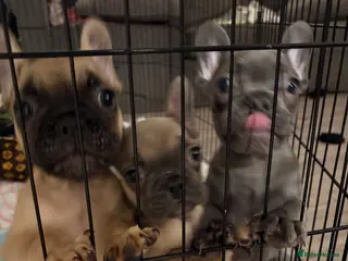 French Bulldog dogs French Bulldog Puppies - ready to leave. - Advert 12