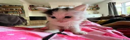 Russian Blue cats for sale: 2 x Black and white female russian blue kittens in Taunton - Advert 8