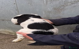 English Springer Spaniel dogs for sale: English springer spaniel pups - Image 5