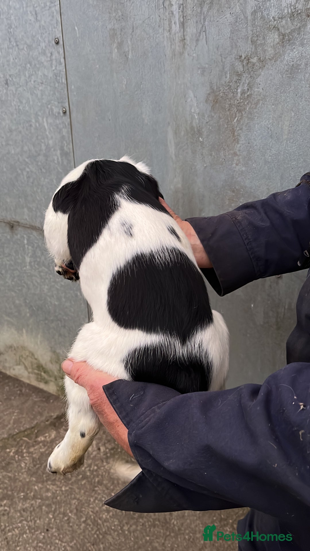 English Springer Spaniel dogs for sale: English springer spaniel pups - Image 5