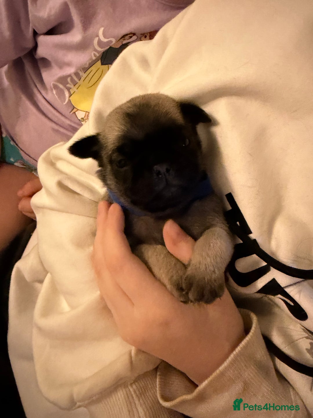 Pug dogs for sale: Pure pug puppies  - Advert 7