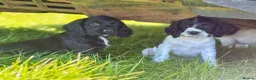 Sprocker dogs for sale: Stunning F1 Sprocker Puppies 5⭐️🏡 - Advert 7