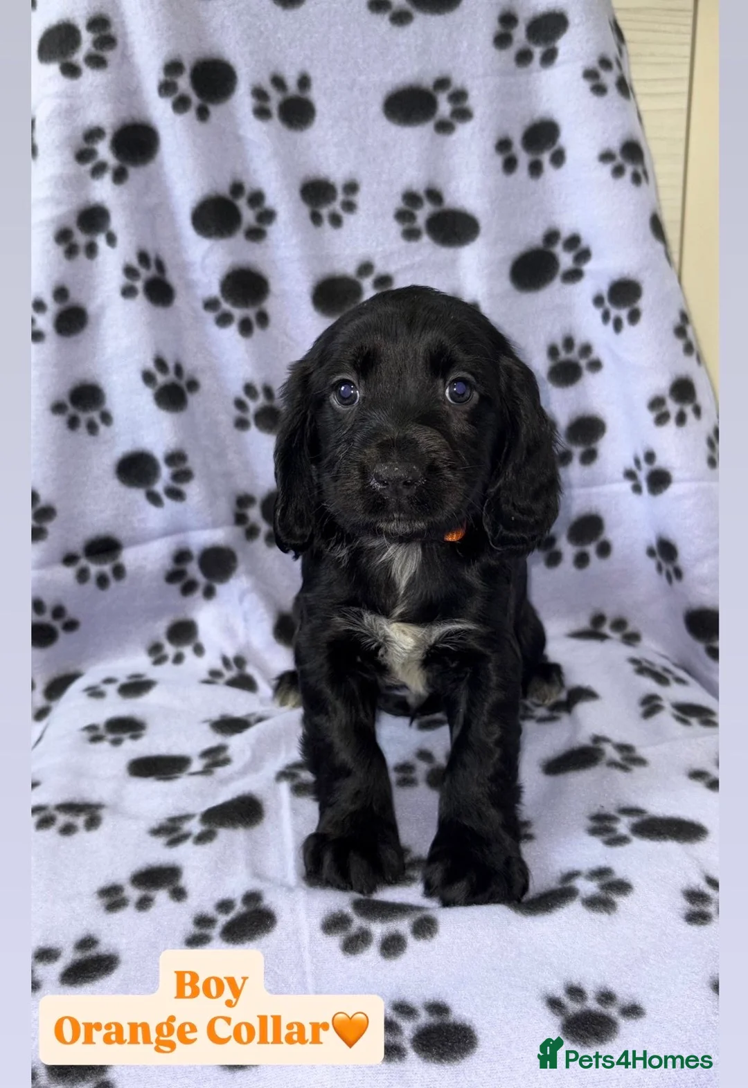 Cocker Spaniel dogs for sale: Beautiful Cocker Spaniel Puppies - Advert 5