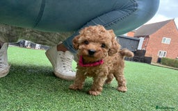 Toy Poodle dogs for sale: Two beautiful toy poodles  - Image 2