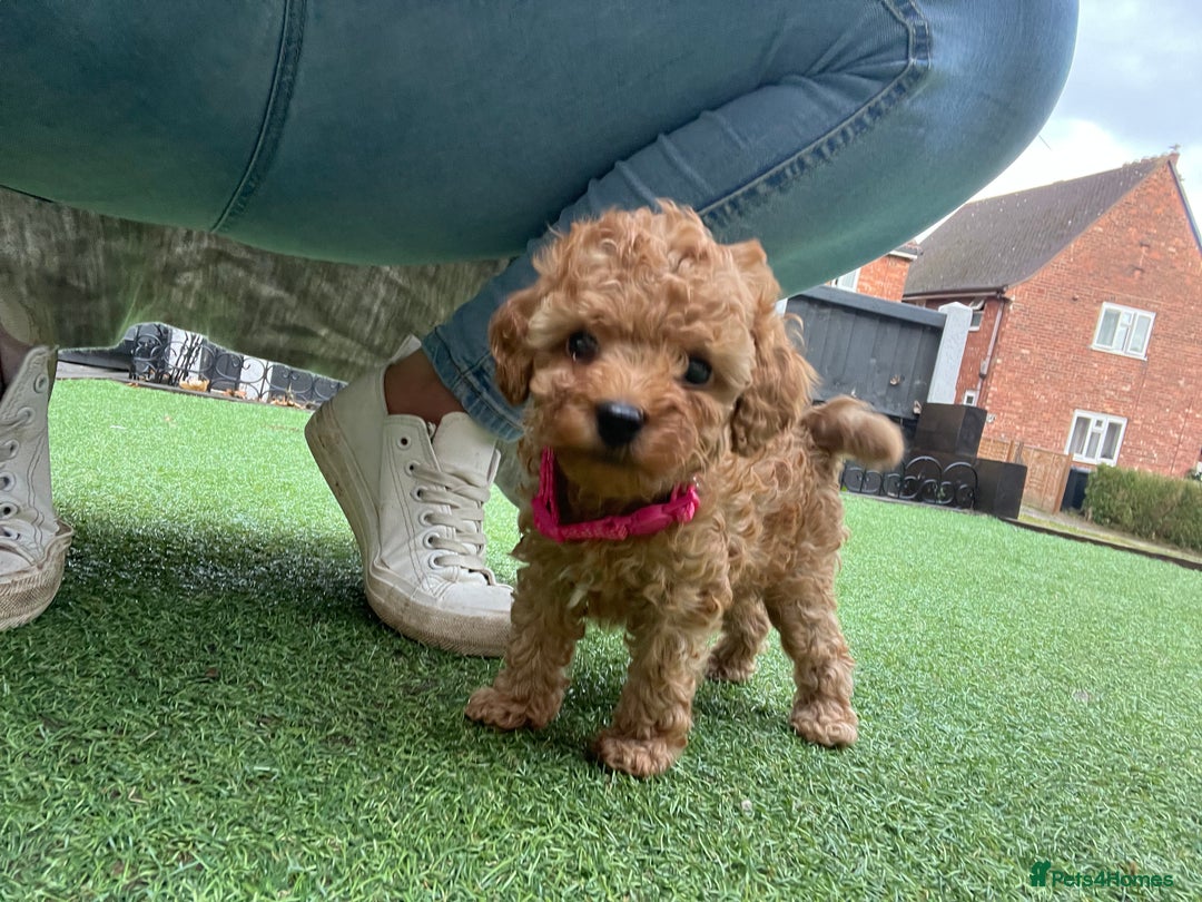 Toy Poodle dogs for sale: Two beautiful toy poodles  - Image 2