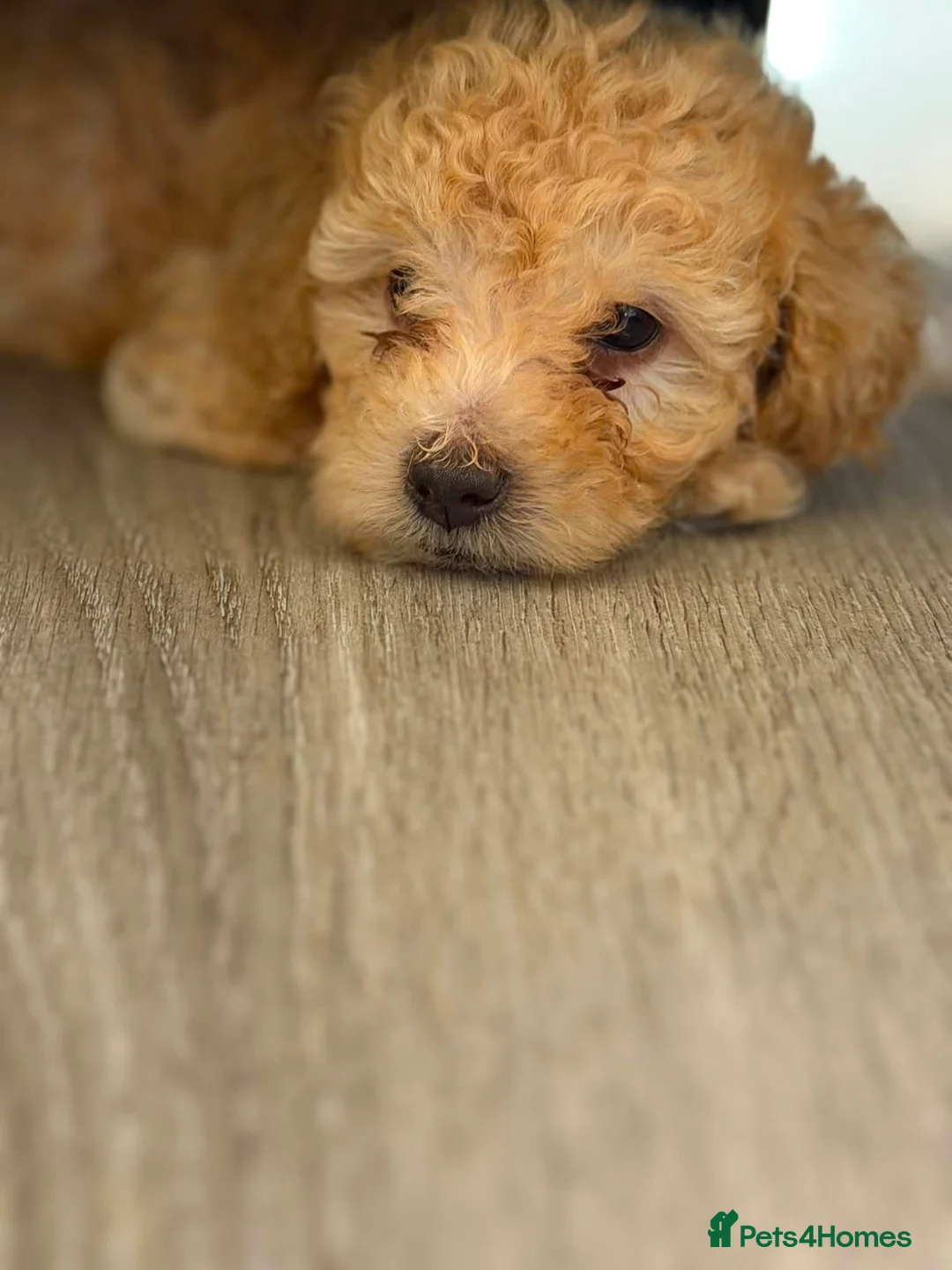 Miniature Poodle dogs for sale: Miniature poodles  - Advert 9
