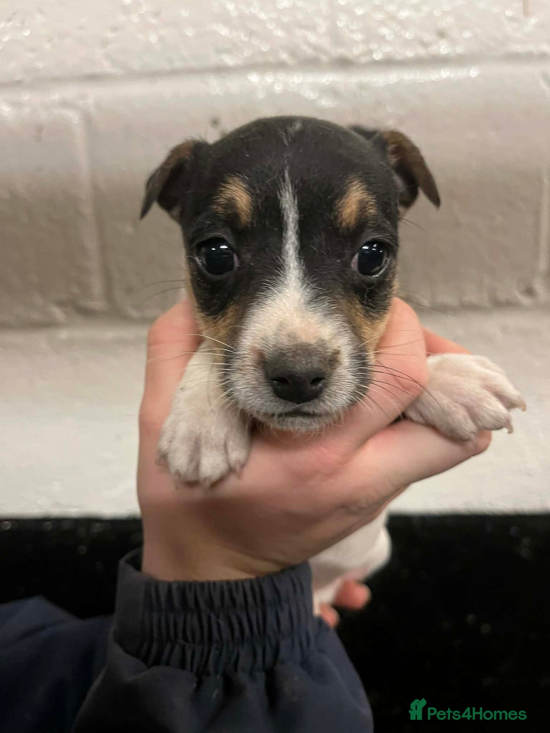 Jack Russell dogs for sale: Gorgeous Jack Russell puppies  - Advert 10