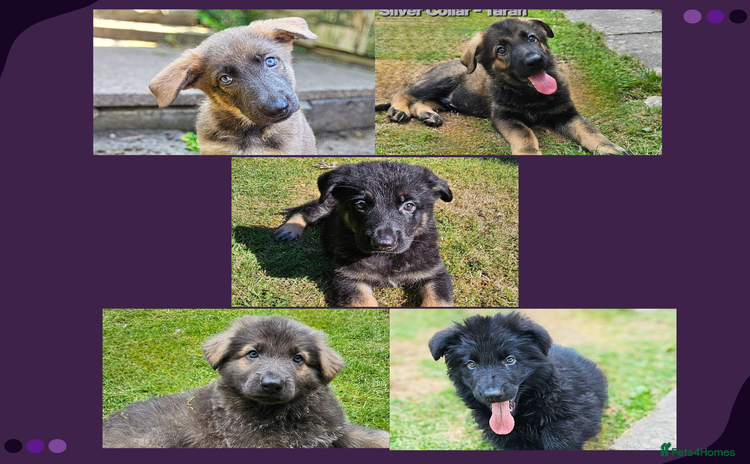 German Shepherd dogs - Advert 1