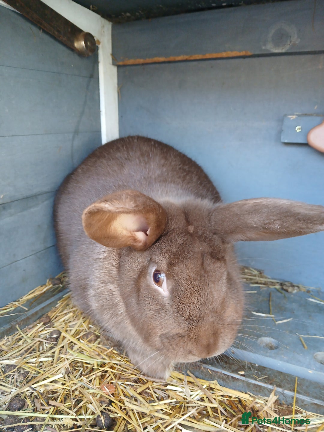 Mixed Breed rabbits for sale: Female Bunny 1.6 years old - Advert 1