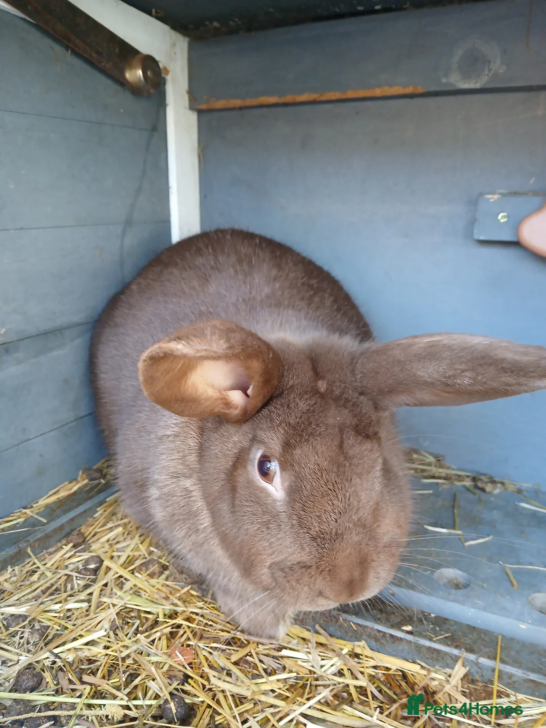 Mixed Breed rabbits for sale: Female Bunny 1.6 years old - Advert 1