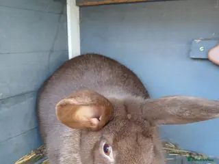 Mixed Breed rabbits Female Bunny 1.6 years old - Advert 9