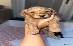 Cockapoo dogs for sale: Adorable cockapoo puppies for sale  - Image 27