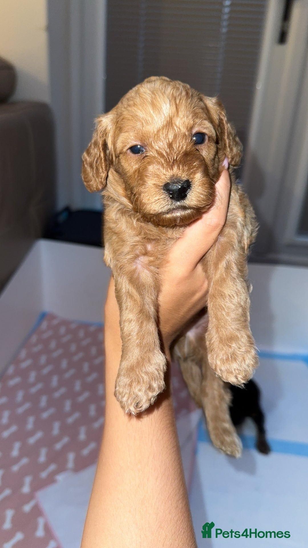 Cockapoo dogs for sale: Adorable cockapoo puppies for sale  - Image 27
