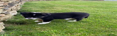 Border Collie 6
