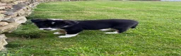 Border Collie dogs for sale: Beautiful Border Collie puppies for sale - Advert 15
