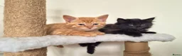 Mixed Breed cats for sale: VERY FRIENDLY FLUFFY KITTENS - Advert 7