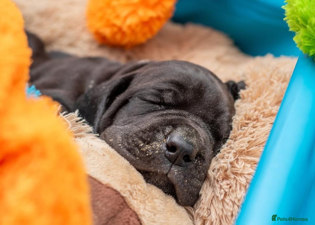 Great Dane dogs for stud: Free Stud BUT Will take a Puppy of Choice Instead in Huntly - Advert 13