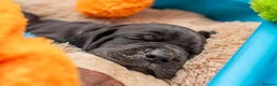 Great Dane dogs for stud: Free Stud BUT Will take a Puppy of Choice Instead in Huntly - Advert 13