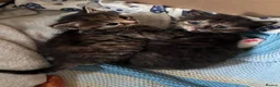 Maine Coon cats for sale: Maine coon x girl kitten - Advert 6
