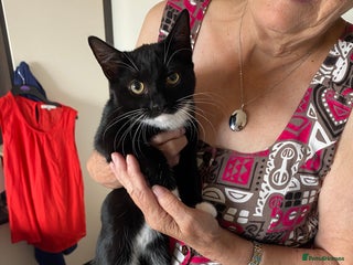 Russian Blue cats - Advert 4