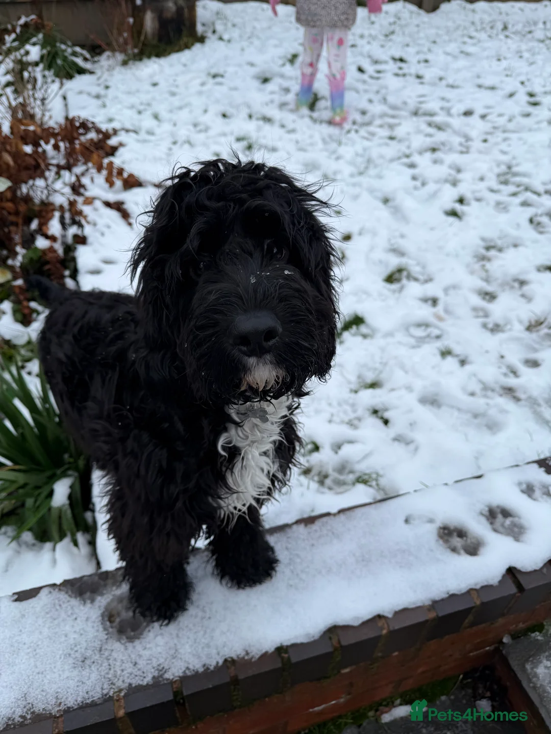 Cockapoo dogs for sale: FOR SALE / REHOMING - 8 month old Cockapoo, Milo - Advert 3