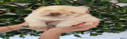 Chow Chow dogs for sale: Gorgeous Chow Chow Puppies 🐻 - Advert 21