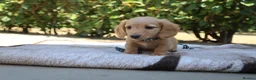 Miniature Dachshund dogs for sale: EXCEPTIONAL KC CREAM & BLACK/CREAM PUPPIES  - Advert 6