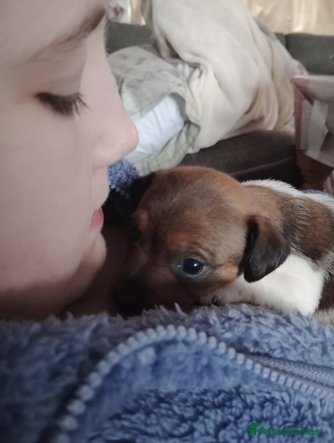 Jack Russell dogs for sale: Jack russell puppies - Advert 36