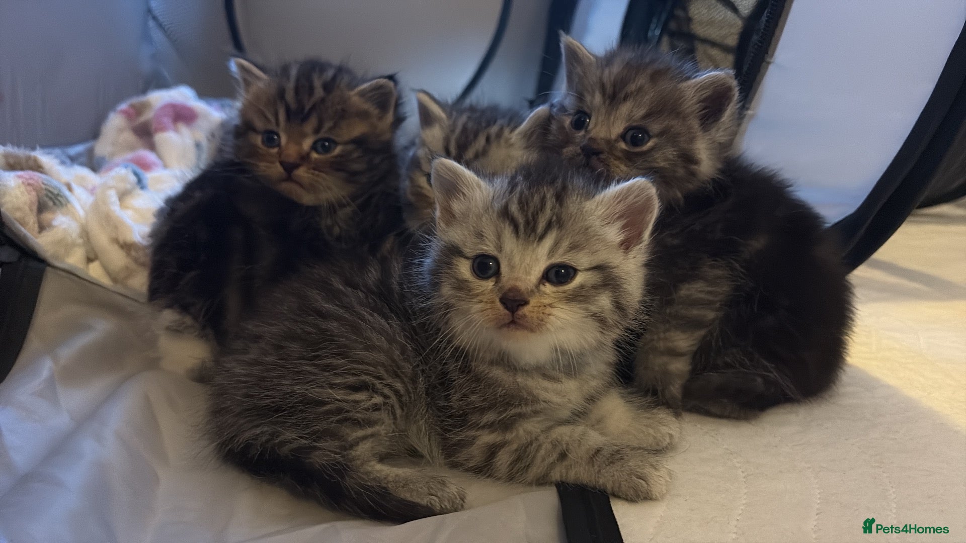 Mixed Breed cats 🐾✨ BEAUTIFUL FLUFFY PERSIAN-MIX KITTENS ✨🐾 - Advert 8
