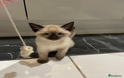 Mixed Breed cats for sale: Little siamese looking girl  - Image 3