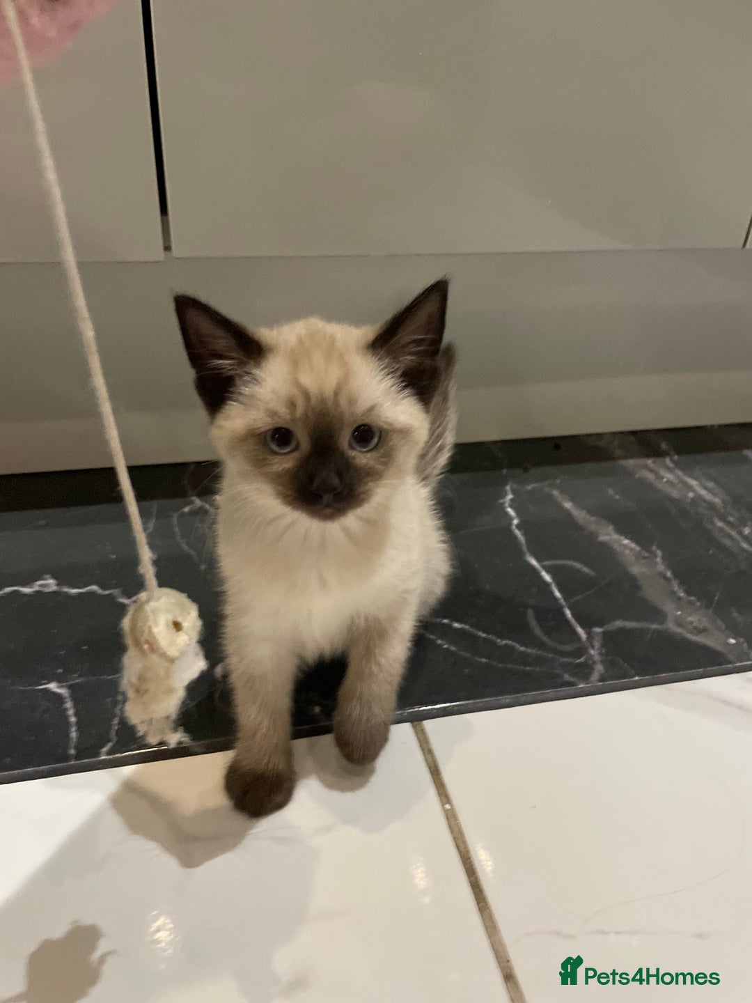 Mixed Breed cats for sale: Little siamese looking girl  - Image 3