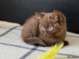 Brazilian Shorthair cats - Advert 2