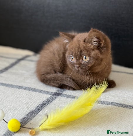 Brazilian Shorthair cats - Advert 2